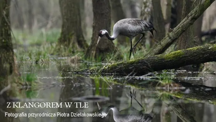 Wystawa fotografii przyrodniczej