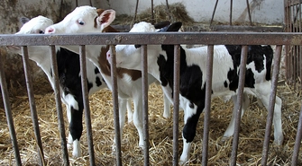 Krowie trojaczki z Konradowa