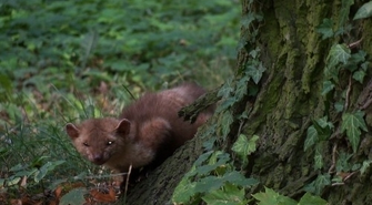 Pyszczek młodej łasiczki