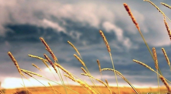 Parafialny Festyn Dożynkowy w Starych Drzewcach