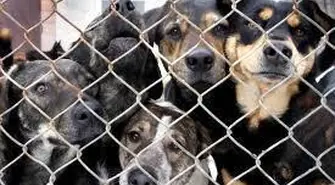 Gmina zapewni bezpańskim psom miejsce w schronisku
