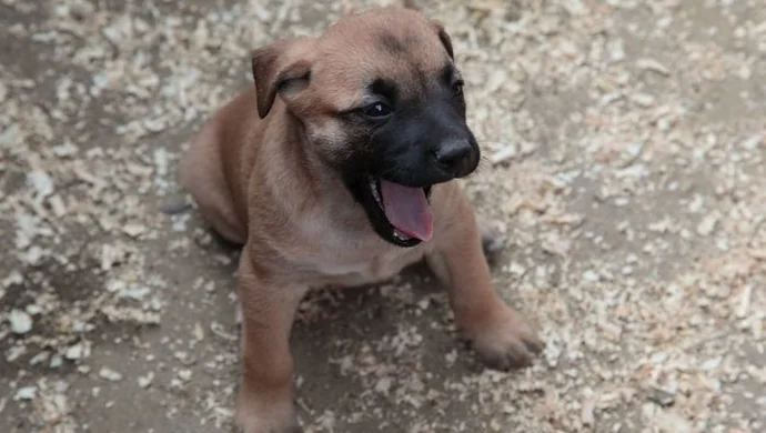 Znalezione szczeniaki można zaadoptować