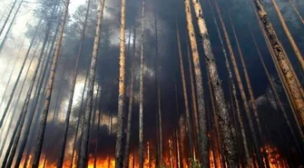 Strażacy uratowali las koło Sławy