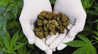 Policja przejęła 25 gramów marihuany