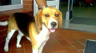 Wschowscy strażnicy miejscy znaleźli beagle'a