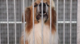 Opiekują się bezpańskimi psami