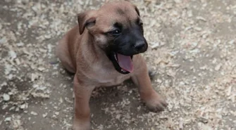 Znalezione szczeniaki można zaadoptować