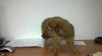 Wschowska Straż Miejska znalazła psa. A w sprawie skatowanego wyznaczono nagrodę