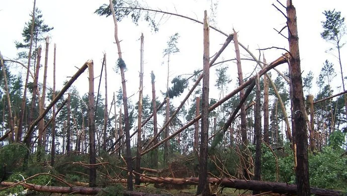 Wschowscy strażacy usuwali skutki nocnej nawałnicy
