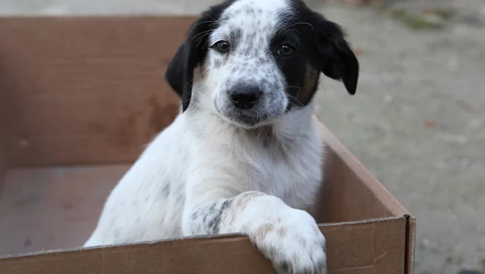 Porzucone szczeniaki czekają na adopcję