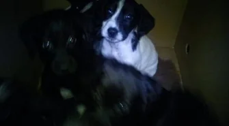 Po raz kolejny ktoś porzucił szczeniaki