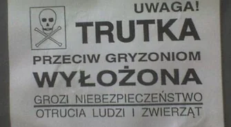 Czy mamy problem ze szczurami w mieście