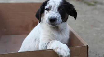 Porzucone szczeniaki czekają na adopcję