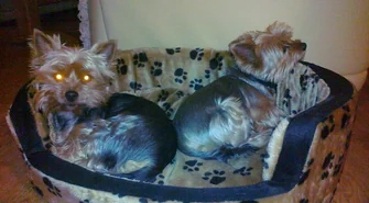 Suczka rasy york odnaleziona