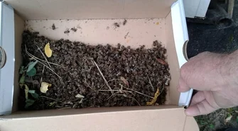 Masowe umieranie pszczół