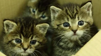 Trzy kotki czekają na adopcję