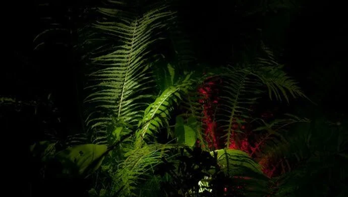 Konkurs Wianków Świętojańskich