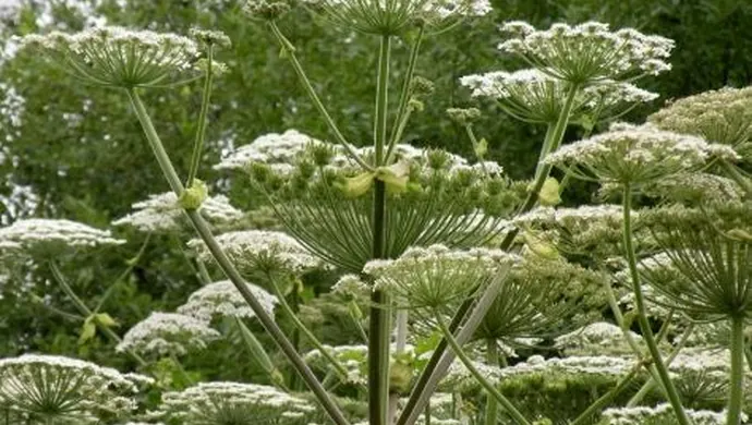 Nie ma zagrożenia barszczem Sosnowskiego