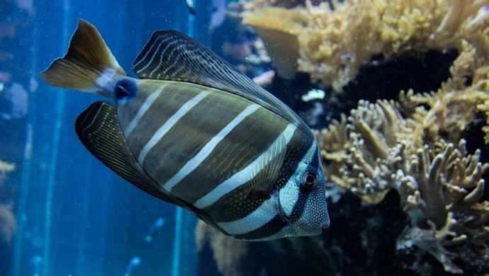 Domowe akwarium – słodkowodne czy morskie?