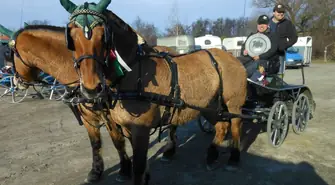 HMPA w Powożeniu Zaprzęgami