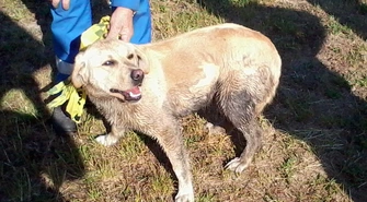 STRAŻ MIEJSKA: Zagubiony labrador