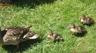 Niecodzienna interwencja