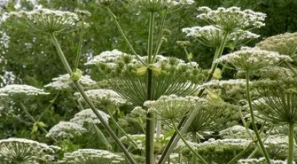 Nie ma zagrożenia barszczem Sosnowskiego