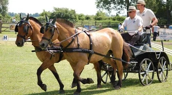 VIII Zawody w Powożeniu Zaprzęgami Jedno i Parokonnymi