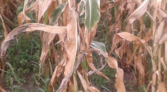 Wszystko wysycha na popiół