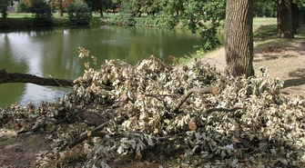 Wschowa kończy się za pierwszym stawem