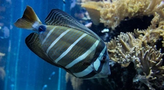 Domowe akwarium – słodkowodne czy morskie?