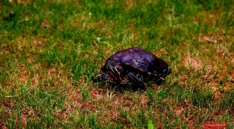 Nad stawami mieszka żółw