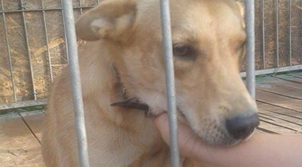 Pomóż znaleźć dom dla Bezy 