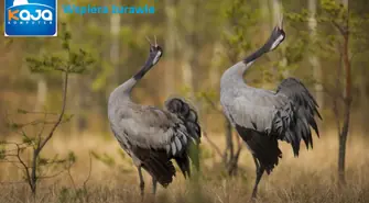 ŻurawTV – transmisja z gniazda żurawia