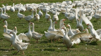 Lżej dla hodowców drobiu