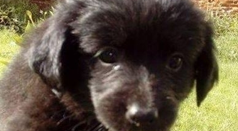 Szczeniaki do adopcji