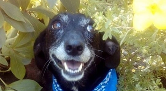 Szukamy pilnie domu dla Soni 