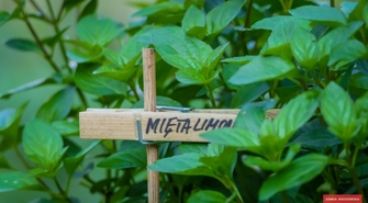 Pachnące zioła na dziedzińcu muzeum