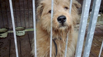 Szukamy właściciela 