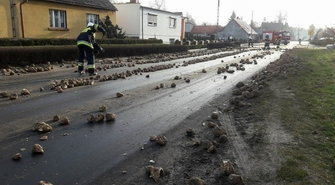 Niemal 3 tony buraków zablokowało drogę w Solcu