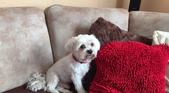 Właściciele proszą o pomoc w odnalezieniu psa