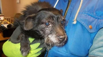 Szukamy właściciela zaginionego pieska