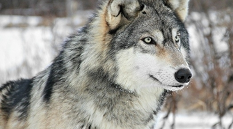 Jeśli wilki tutaj się zasiedliły, to tylko dobrze o nas świadczy 