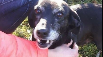 Potrzebna pomoc. Zaadoptowana Sonia może wrócić do przytuliska