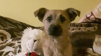 Szczeniak do adopcji
