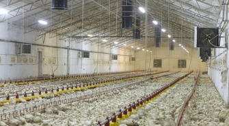 Będzie ferma drobiu w Lipnie? Mieszkańcy protestują, wójt wprowadzony w błąd