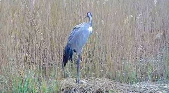 Żuraw TV - Pierwsza na świecie transmisja z gniazda żurawia