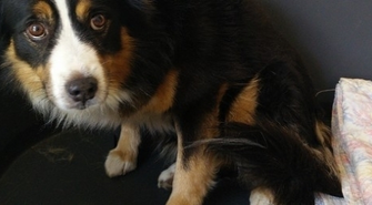 Głodził i katował psa 