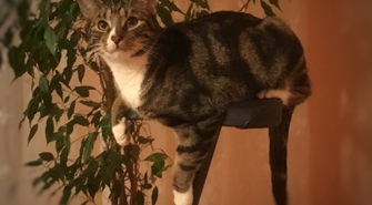 Zaginął, a teraz szczęśliwie się odnalazł