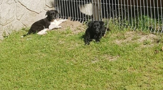 Bezdomne psy w Nowej Tuchorzy 